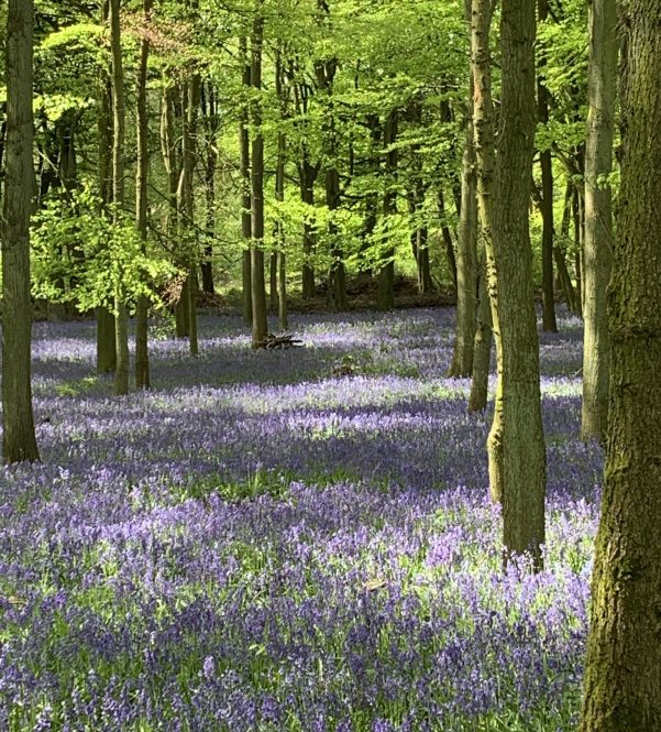 blue bells